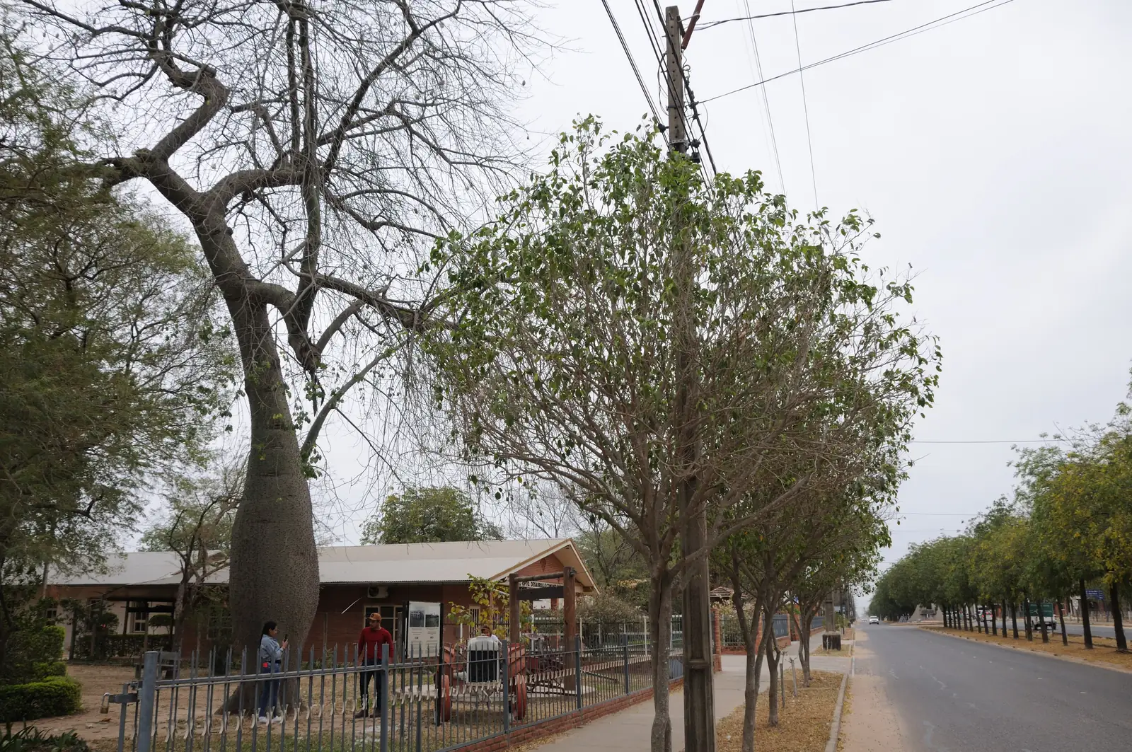 Tree-lined main street in Filadelfia, the Fernheim colony town that is one of the most remote cities in Paraguay's Chaco