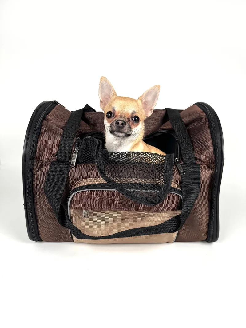 A dog in a travel crate for bringing pets to Paraguay