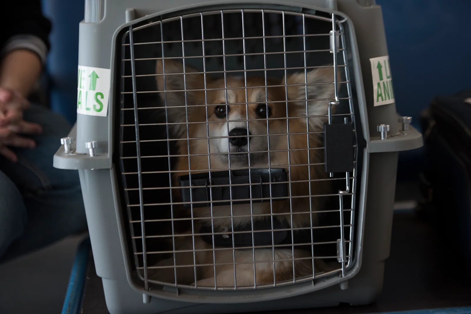Bringing Pets to Paraguay: The 2026 Relocation Guide
