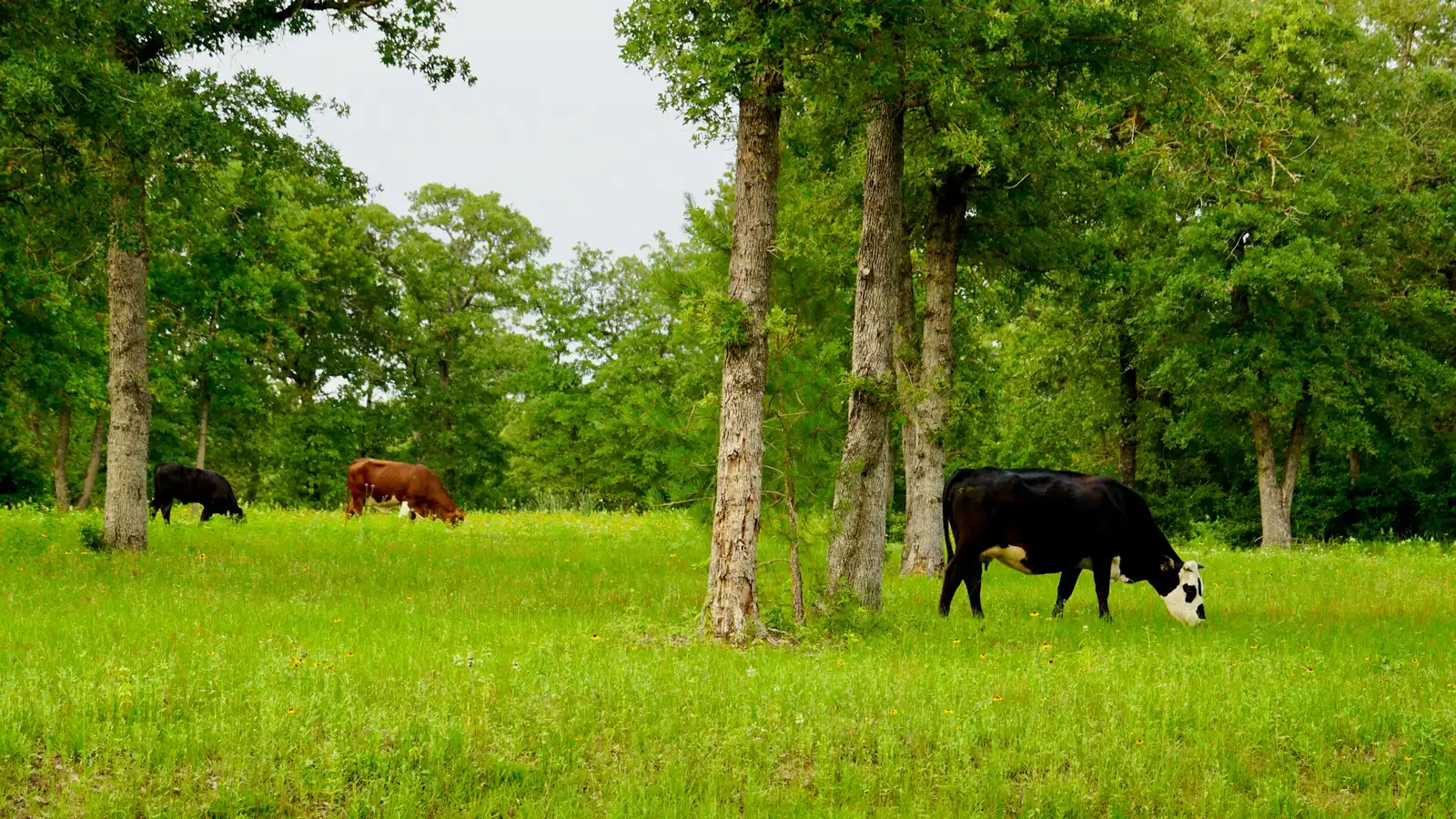 A herd of cattle grazing, the livestock sector at the heart of Paraguay's agricultural economy